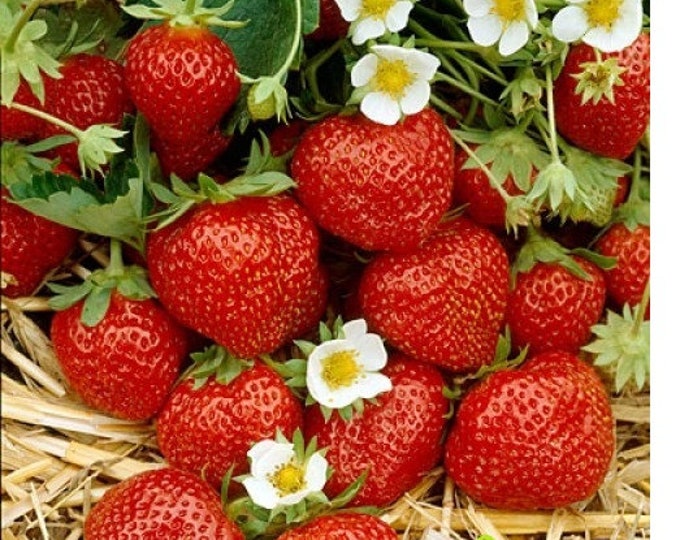 12 Strawberry Plants ozark Beauty Everbearingtop Producerpack of 12