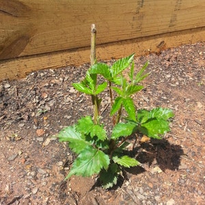 3 Thornless Blackberry Plants Natchez, Earliest, High Productive Pack of 3 Plug Plants Best in Zone 5-9 image 5