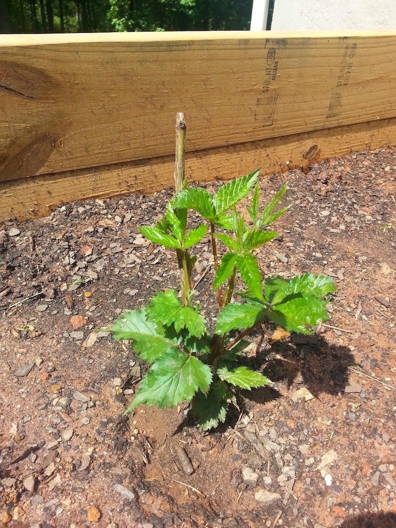 3 Thornless Blackberry Plants Natchez, Earliest, High Productive Pack of 3 Plug Plants Best in Zone 5-9 image 5