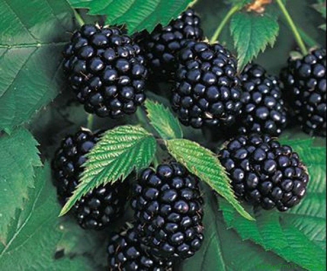 3 Chester Thornless Blackberry Plants, Highquality Fruit pack of 3 Large Plug Plants Best in