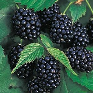 3 Chester Thornless Blackberry Plants, High-Quality Fruit (Pack of 3 Large Plug Plants) Best in Zone 5-9.