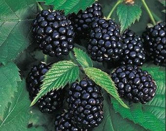 3 Chester Thornless Blackberry Plants, High-Quality Fruit (Pack of 3 Large Plug Plants) Best in Zone 5-9.