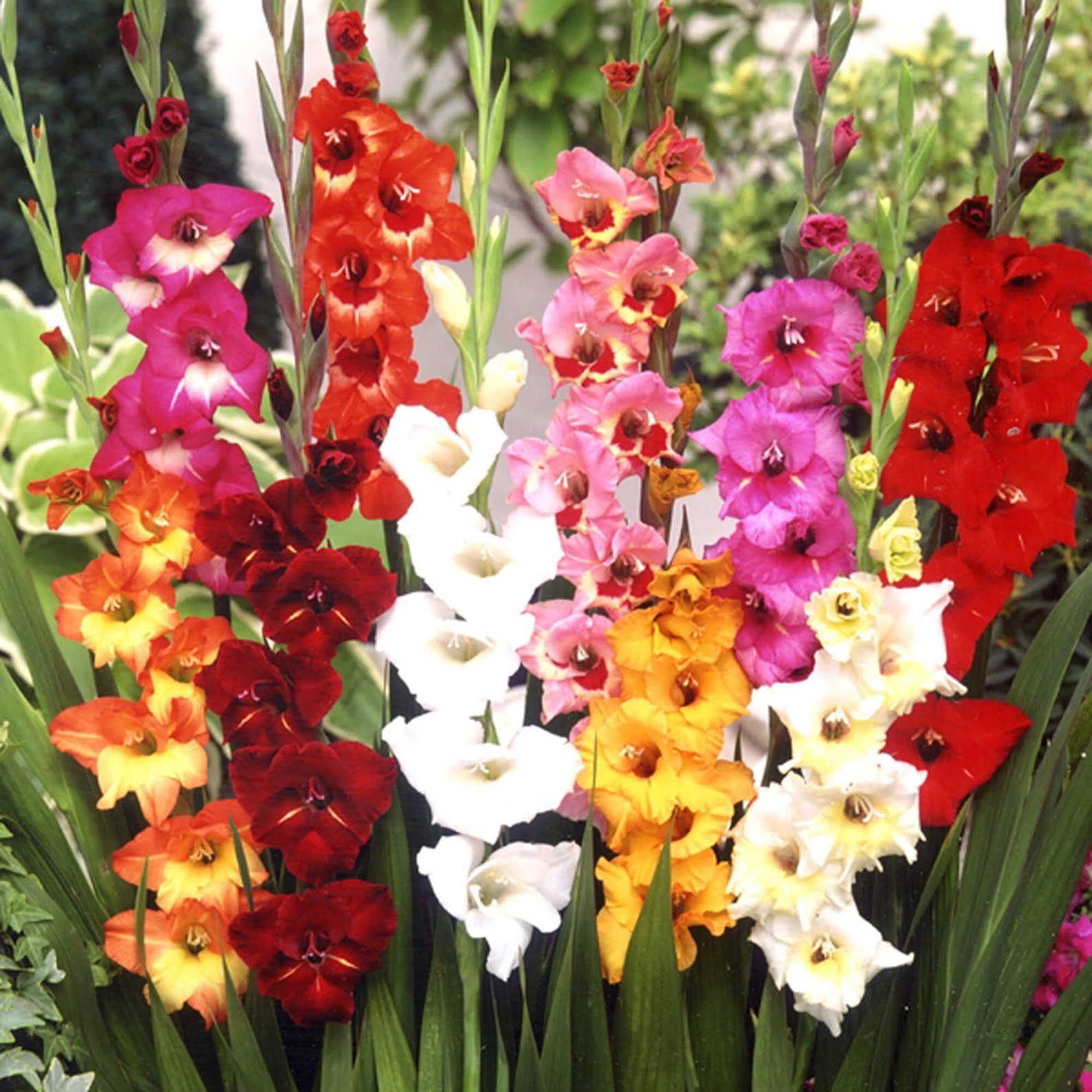 30 Gladiolus Flower Bulbs Bright Blend Gladiolus Mixpack of Etsy