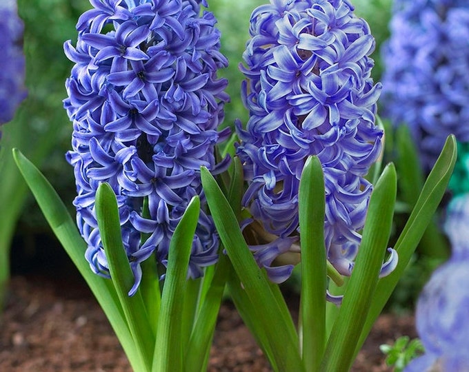 5 Hyacinth Bulbsdelft Blue pack of 5 Bulbs Fragrant, Perennial, Zones