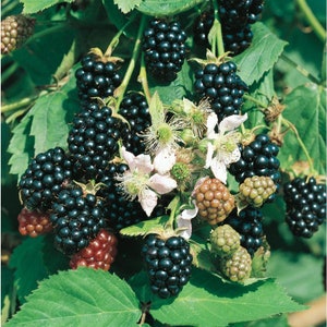 May include: Image of a blackberry plant with bunches of ripe, black berries. Some berries are still green or red, showing different stages of ripeness. White and pink flowers are also visible amongst the leaves.