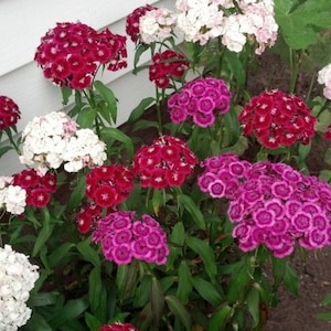 Dianthus Barbatus Carnation Sweet William-Heirloom Flowers Mix Pack of 200 Seeds Zones: 3-10 image 5