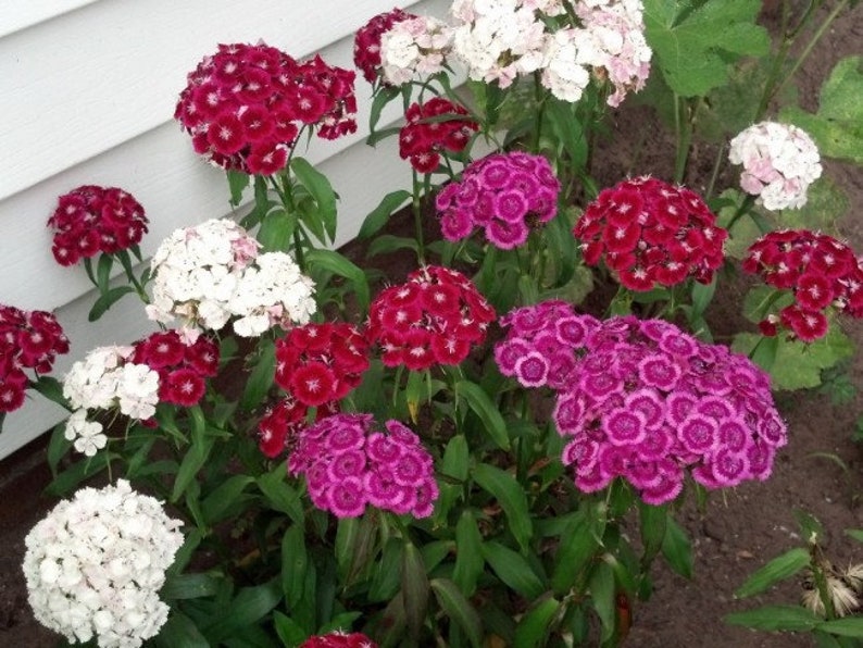 Dianthus Barbatus Carnation Sweet William-Heirloom Flowers Mix Pack of 200 Seeds Zones: 3-10 image 5