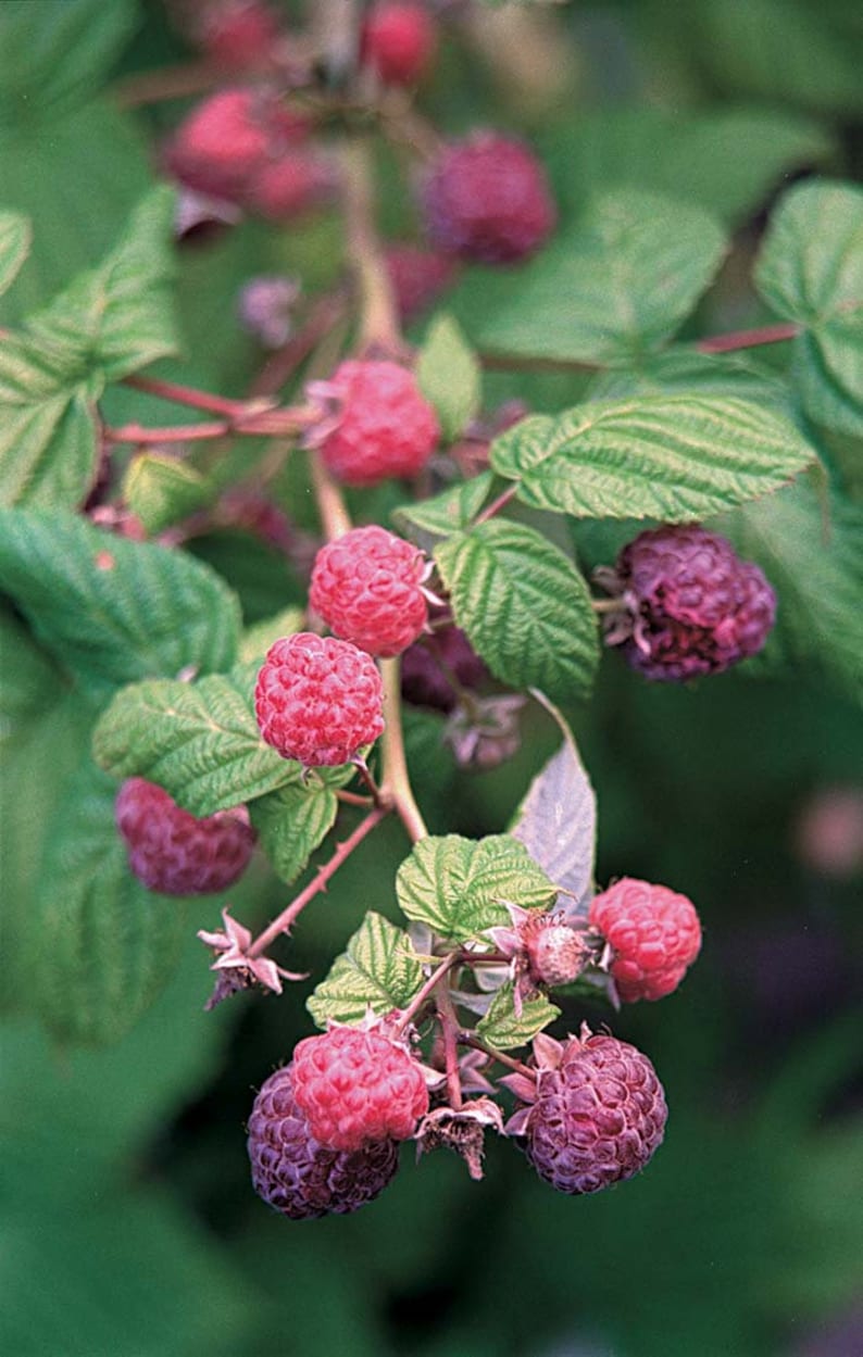 Purle Raspberry 3 Raspberry Plants