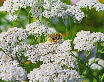 10 WHITE YARROW Plants, Achillea Millefolium -Common Yarrow, Live, Native Plant, Pollinator Friendly (Pack of 10 Rooted Plants) Zones: 3-10