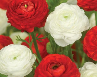 12 Bulbs-Ranunculus Mixed-Red and White Beauty (Pack of 12 Bulbs) Deer Resistant, Zones: 3-11