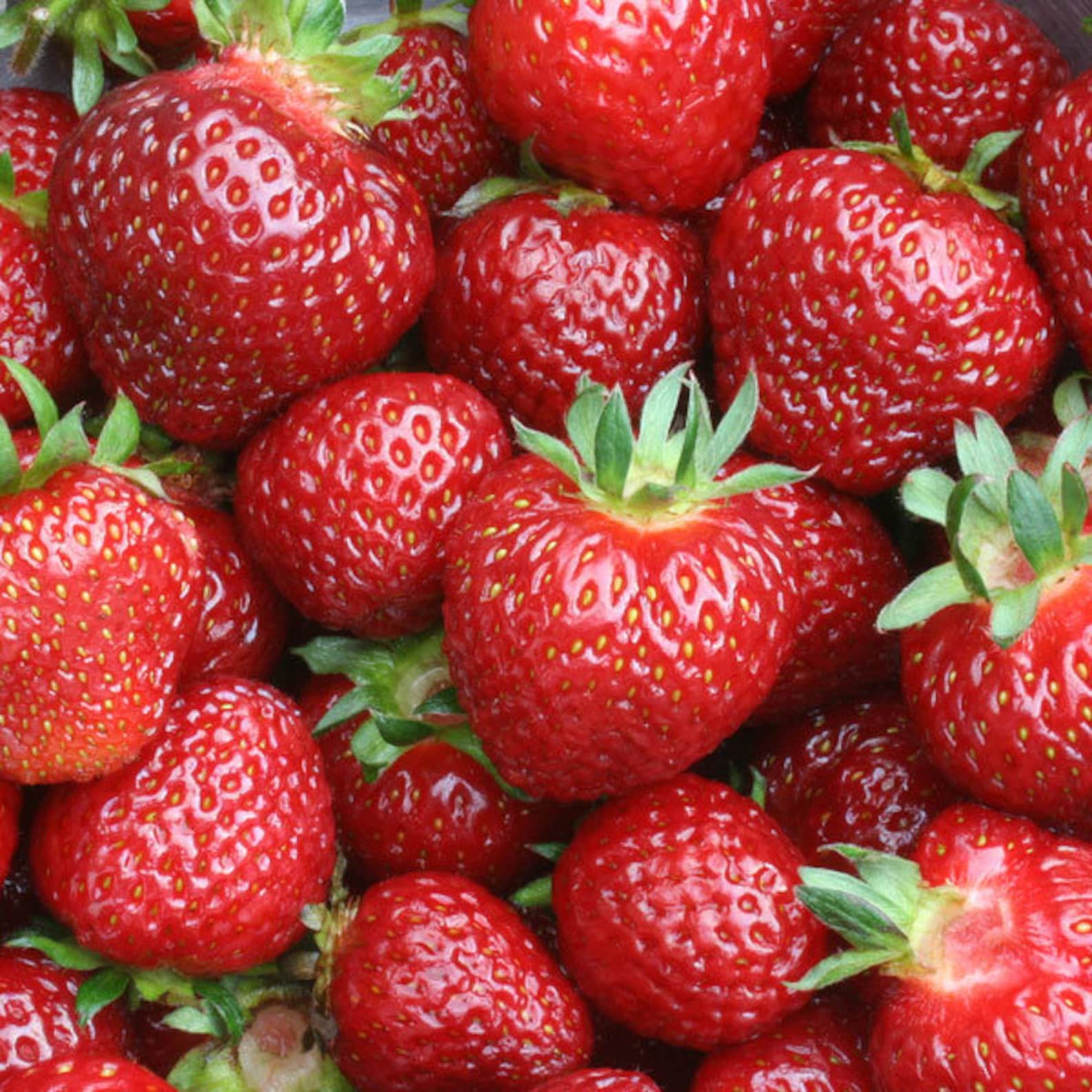 50 Eversweet Everbearing Strawberry PlantsSuper Sweet Pack Etsy