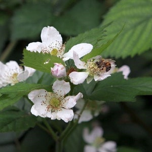 3 Thornless Blackberry Plants Natchez, Earliest, High Productive Pack of 3 Plug Plants Best in Zone 5-9 image 6