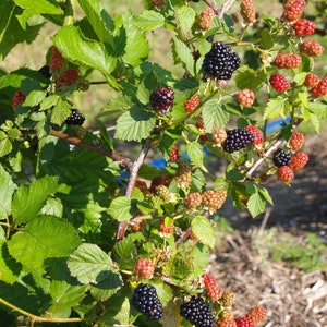 3 Thornless Blackberry Plants Natchez, Earliest, High Productive Pack of 3 Plug Plants Best in Zone 5-9 image 9