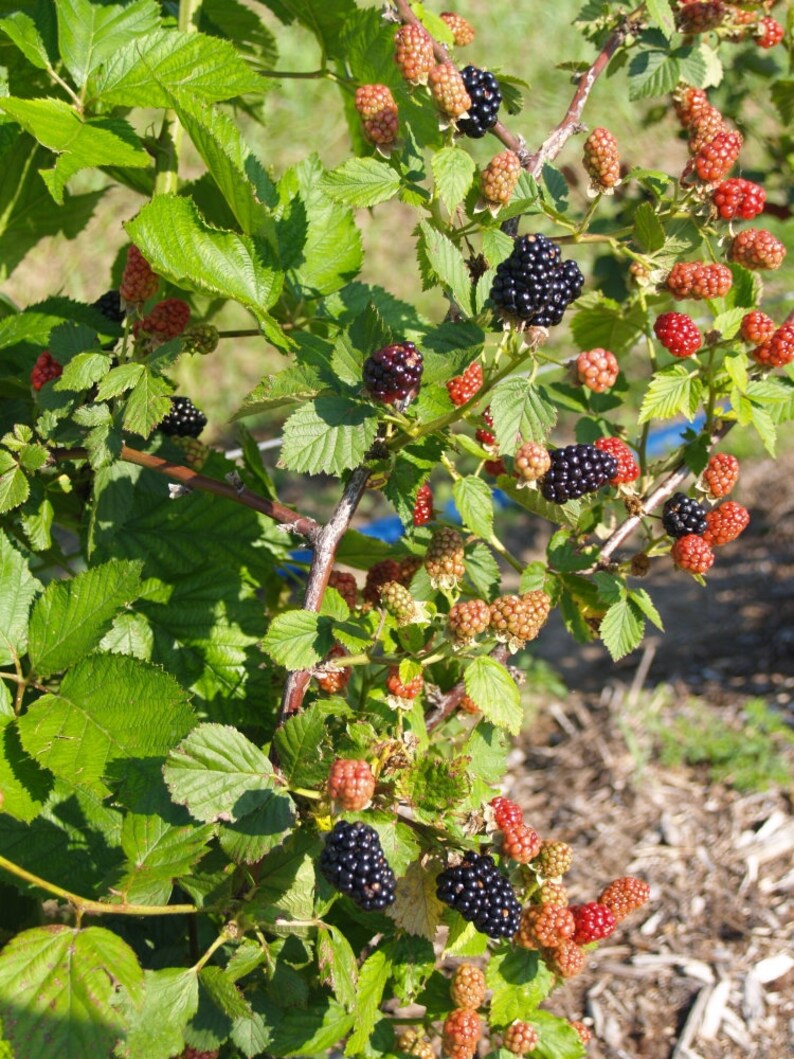 3 Thornless Blackberry Plants Natchez, Earliest, High Productive Pack of 3 Plug Plants Best in Zone 5-9 image 9