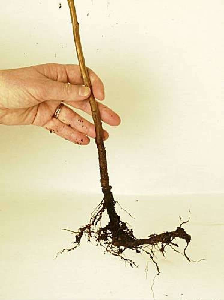 Raspberry Cane Roots 10 Heritage Everbearing Red Raspberry Plants (10 Large 1 Year Old Bare ...