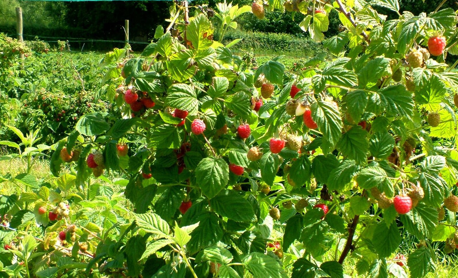 5 Heritage Everbearing Red Raspberry Plants 5 Large 1 Year Etsy