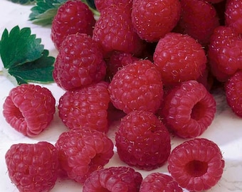 5 Raspberry Plants-Latham Red-Extremely Vigorous Variety(5 Large 1 Year Old Bare Root Canes) Best in Zones: 3-8.