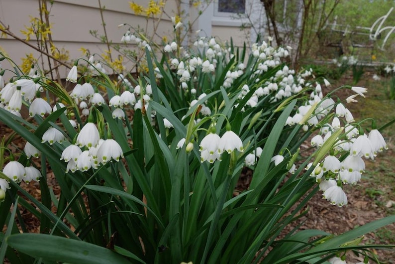 6 Bulbs Leucojum Aestivumsummer Snowflakepack of 6 Lrg Etsy