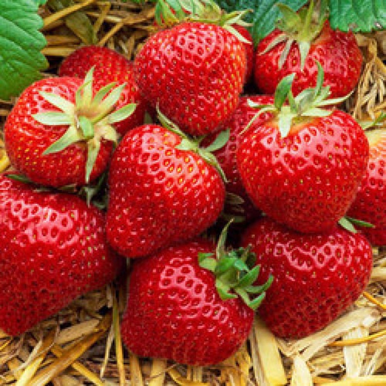50 Eversweet Everbearing Strawberry PlantsSuper SweetPack of Etsy