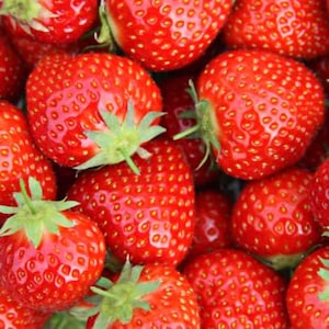 12 Flavorfest Strawberry Plants - Excellent flavor, High-Yields (Pack of 12 Bare Root)Zones: 4-8