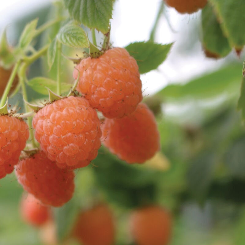 Dormant Raspberry Canes 3 Raspberry Plants