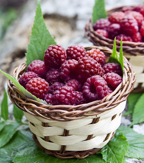 3 Raspberry Plants 