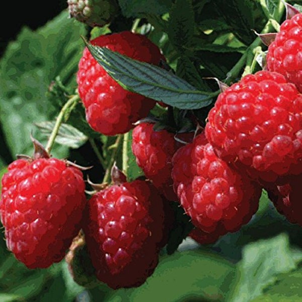 5 Raspberry Plants "Himbo-Top" Extremely Large, Sweetest Berries(5 Large Bare Root Canes)Zones 4-8