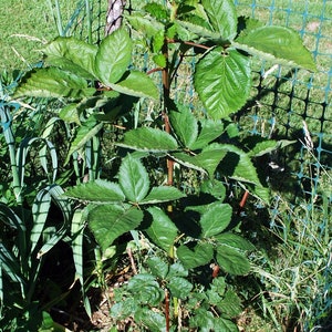 May include: A young blackberry plant with bright green leaves, a reddish-brown stem, and a green mesh fence in the background. The leaves are textured and arranged in a compound pattern. The plant is surrounded by grass and other foliage.