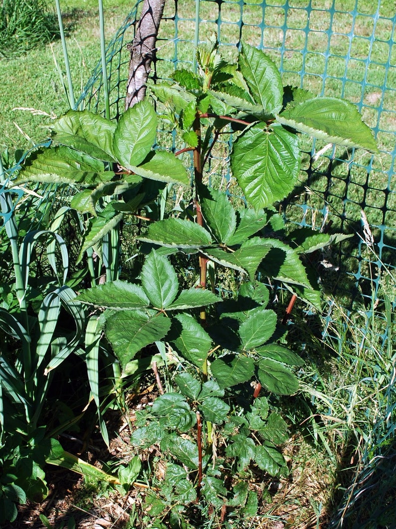 May include: A young blackberry plant with bright green leaves, a reddish-brown stem, and a green mesh fence in the background. The leaves are textured and arranged in a compound pattern. The plant is surrounded by grass and other foliage.