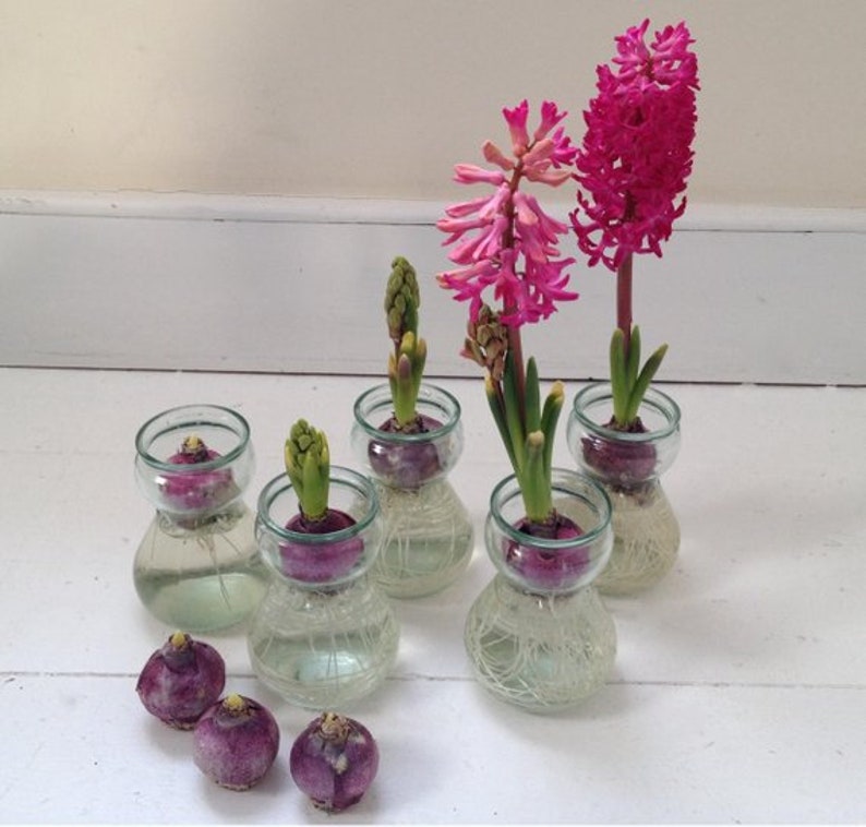 3 Pink Hyacinth Bulbs w/3 Forcing Glass Vase/Indoor Bulb Etsy