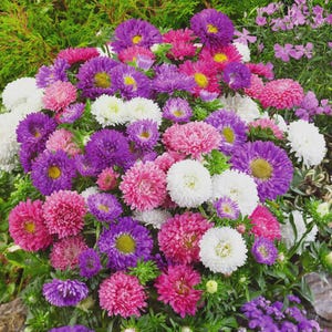 May include: A vibrant cluster of aster flowers in full bloom. The arrangement features a mix of colors, including deep purple, pink, white, and yellow centers. The flowers are surrounded by green foliage, creating a lush and colorful display.