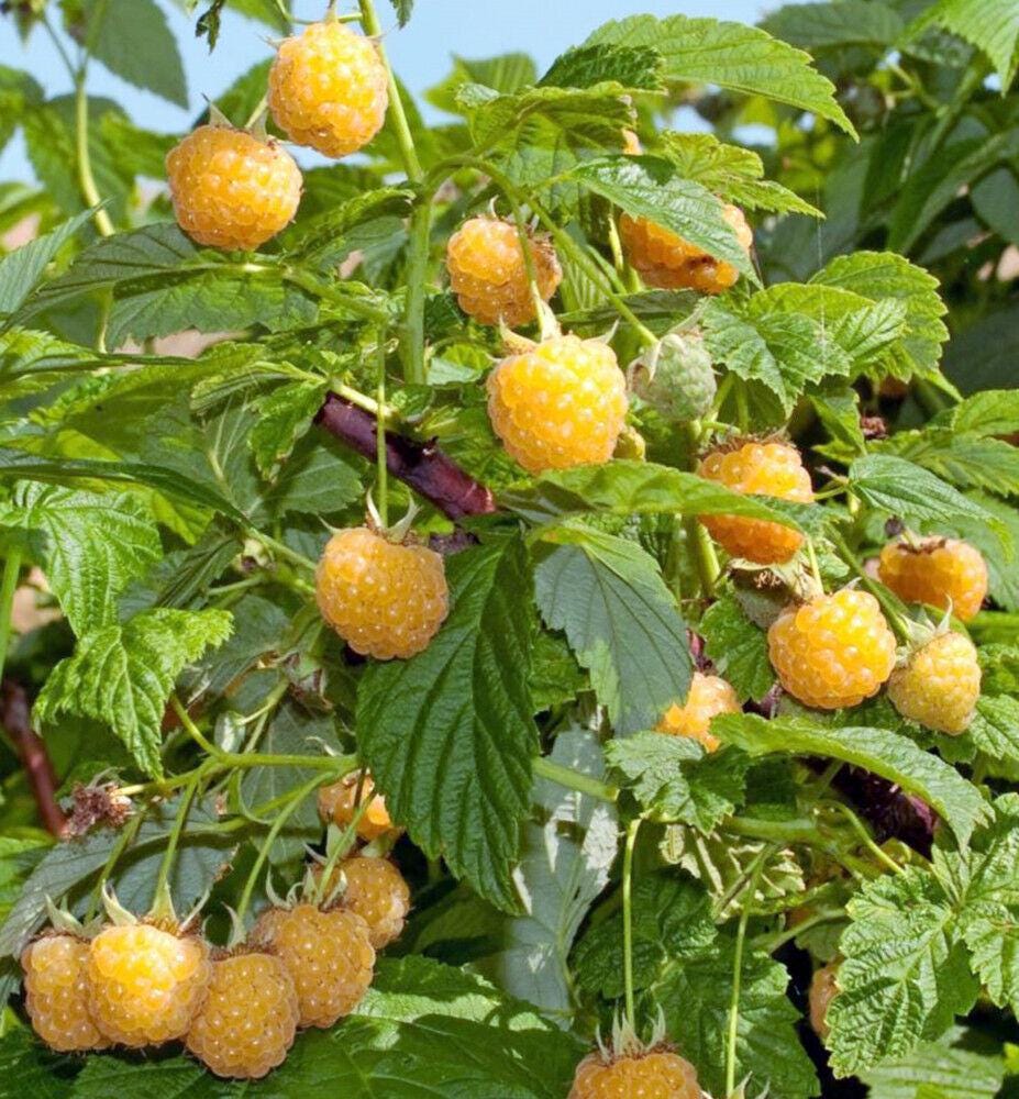Zone 4 Raspberry Plants 3 Raspberry Plants