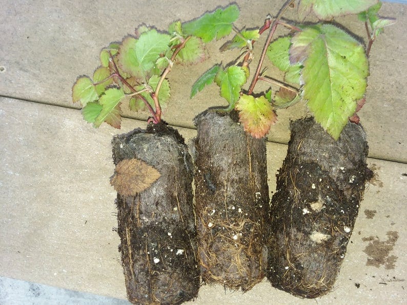 3 Thornless Blackberry Plants Natchez, Earliest, High Productive Pack of 3 Plug Plants Best in Zone 5-9 image 3