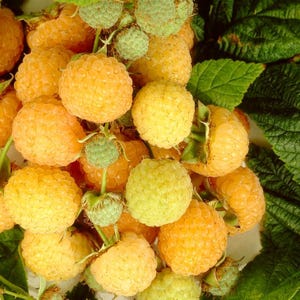 May include: Close-up of a cluster of ripe yellow raspberries, some with a greenish hue, growing on a vine with green leaves.