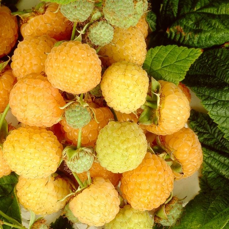 3 Raspberry Plants "Anne"-Yellow, Super Sweet (3 Large 1 Year Old Dormant Bare Root Canes) Zone: 4-8