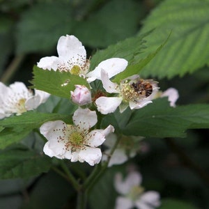 May include: A close-up shot of white flowers with yellow centres and brown spots, set against green leaves. A bee is seen on one of the flowers. The image depicts a natural scene of blooming flowers and foliage.