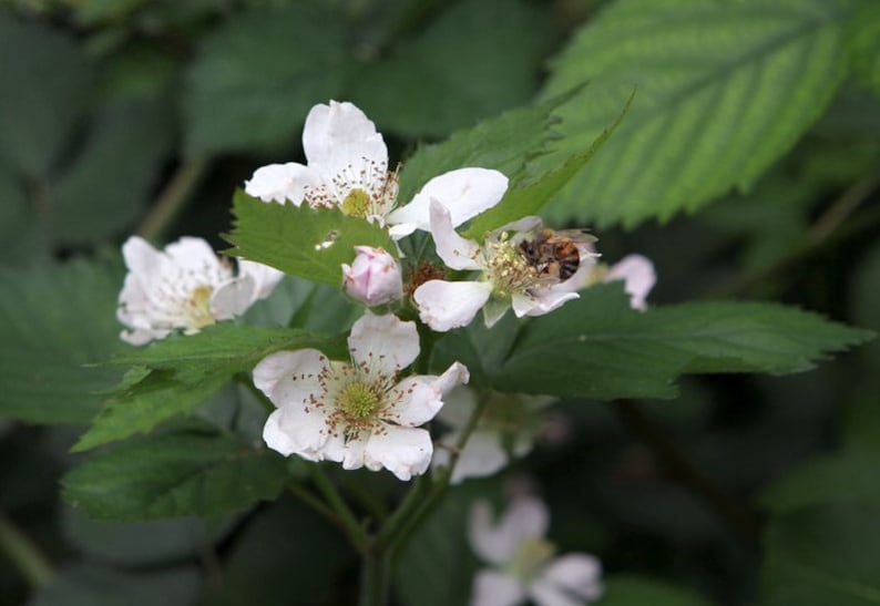 May include: A close-up shot of white flowers with yellow centres and brown spots, set against green leaves. A bee is seen on one of the flowers. The image depicts a natural scene of blooming flowers and foliage.