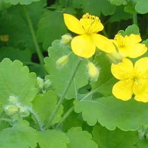 50+ Seeds of Medicinal Greater Celandine Plant (Chelidonium Majus) Organic, Perennial, Zones: 3-10