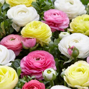 12 Bulbs-Beautiful Pastel Peonies Ranunculus Blend(Pack of 12 Bulbs)Zones: 7-10