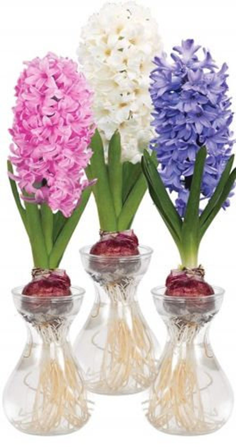 3 Forcing Glass Vase w/3 Hyacinth Bulbs Mixed for Indoor Bulb Etsy