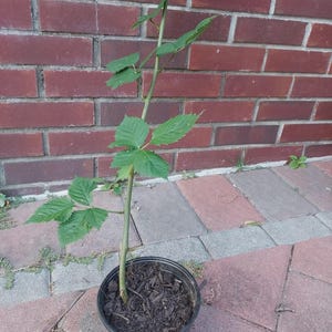 May include: A young plant with green leaves and a slender stem in a black plastic pot. The plant is set against a red brick wall and a brick patio.