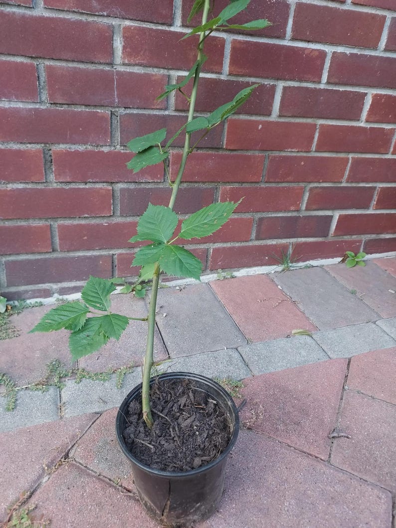 May include: A young plant with green leaves and a slender stem in a black plastic pot. The plant is set against a red brick wall and a brick patio.