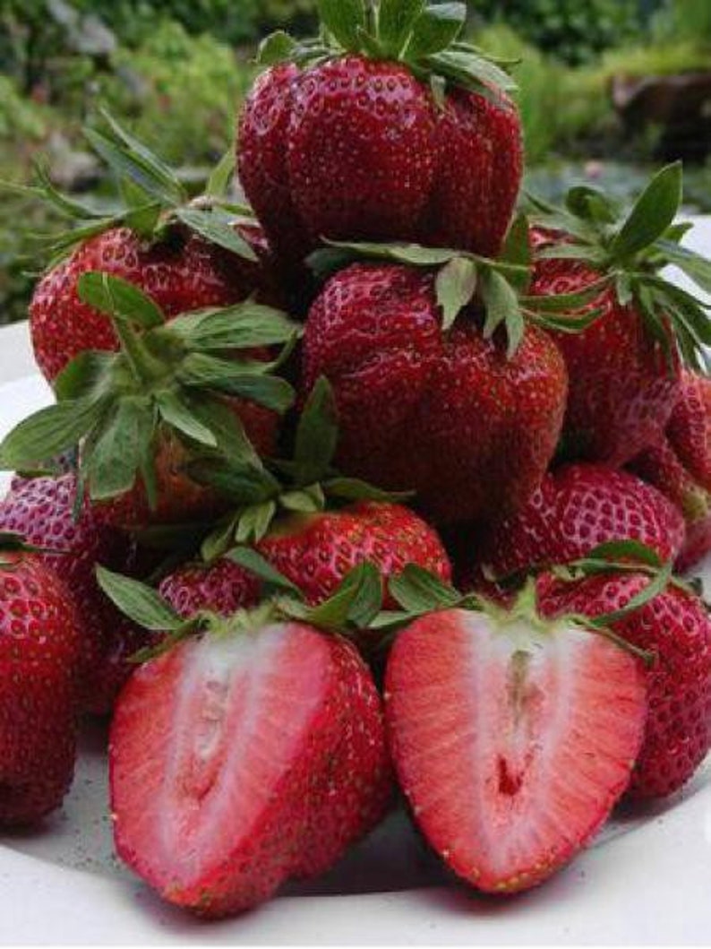 Home &amp; Garden 10 Strawberry Plants Sweet