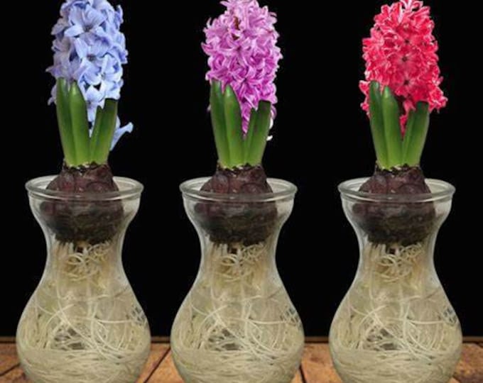 3 Forcing Glass Vase W/3 Hyacinth Bulbs Mixed for Indoor Bulb Forcing