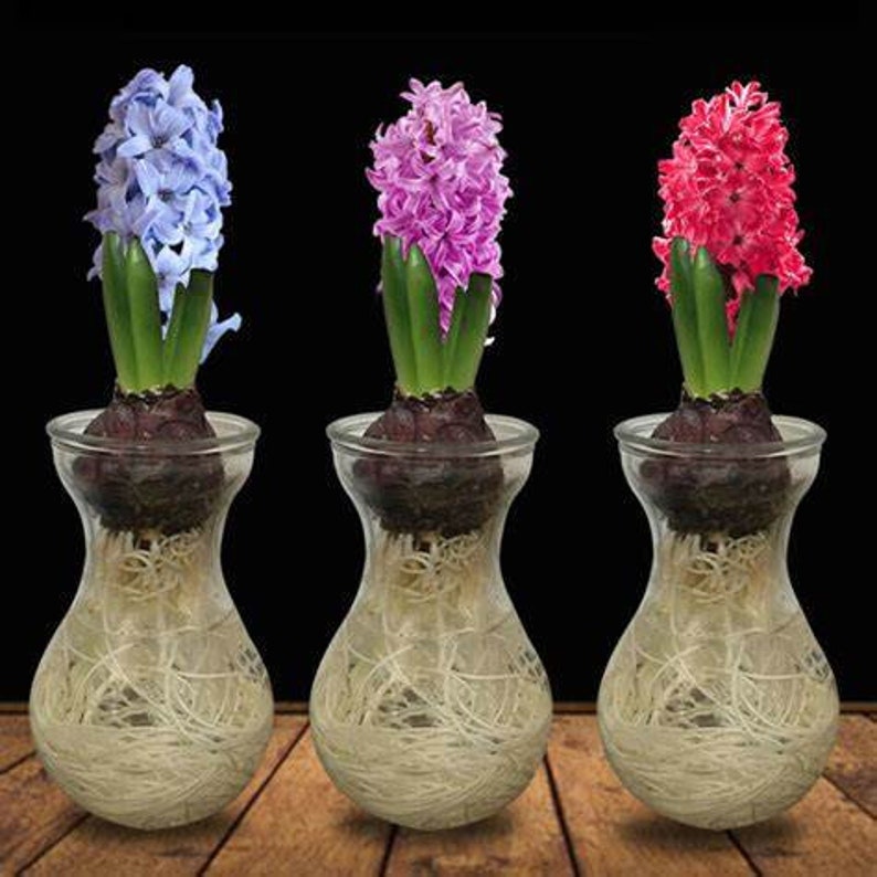 3 Forcing Glass Vase W/3 Hyacinth Bulbs Mixed for Indoor Bulb Etsy