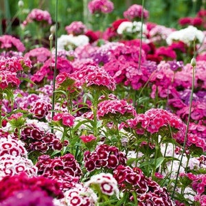 Dianthus Barbatus Carnation Sweet William-Heirloom Flowers Mix Pack of 200 Seeds Zones: 3-10 image 2