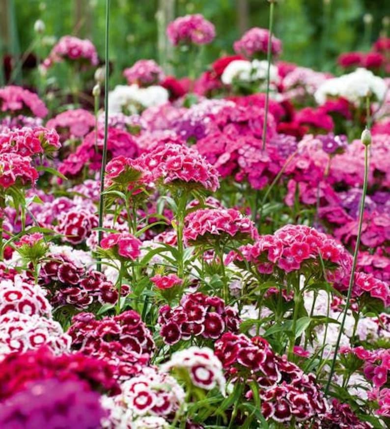 Dianthus Barbatus Carnation Sweet William-Heirloom Flowers Mix Pack of 200 Seeds Zones: 3-10 image 2