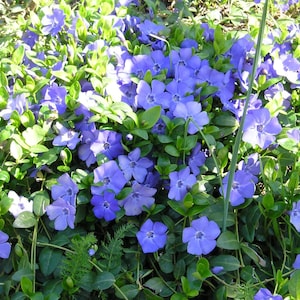 30 Vinca Minor Plants- Creeping Myrtle Periwinkle Flowering Plants Ground Cover SHADE (Pack of 30 Well Rooted Plants) Zones: 3-10
