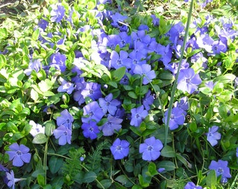 May include: A dense cluster of periwinkle flowers featuring five rounded, vibrant blue-violet petals and a small white centre, surrounded by glossy, dark green oval leaves on thin, trailing stems that spread across the ground in a garden setting.