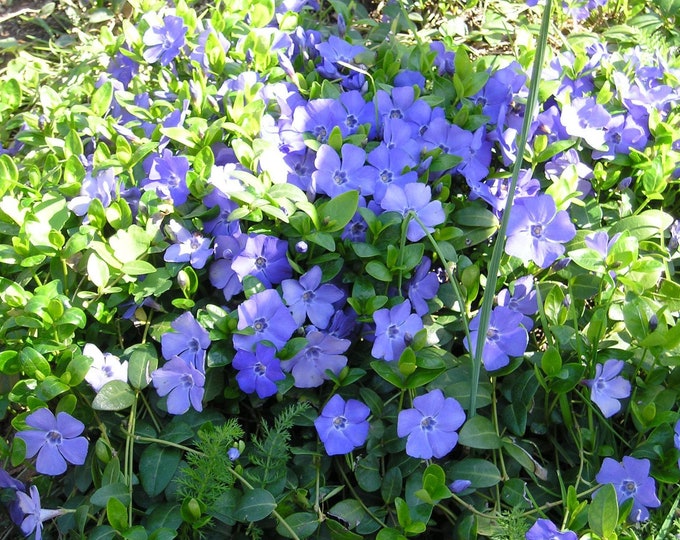 30 Vinca Minor Plants Creeping Myrtle Periwinkle Flowering Plants